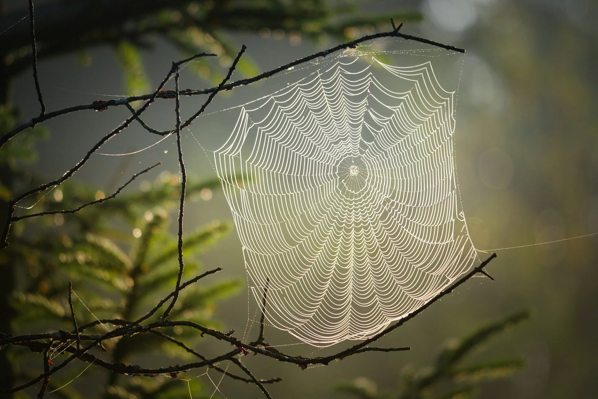 Spider Species, Humboldt County