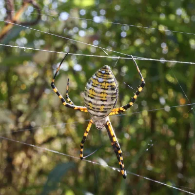 Spider Species, Humboldt County