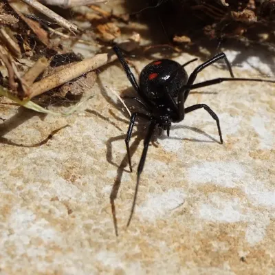 Spider Species, Humboldt County