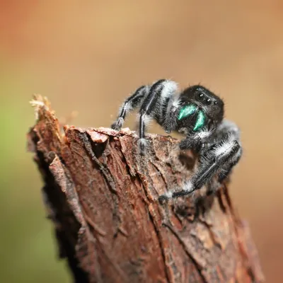 Spider Species, Humboldt County