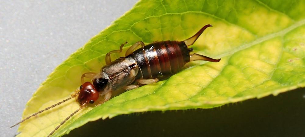 Earwig on Leaf