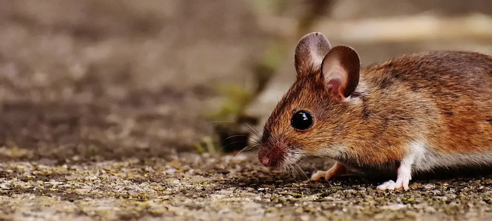 small mouse walking