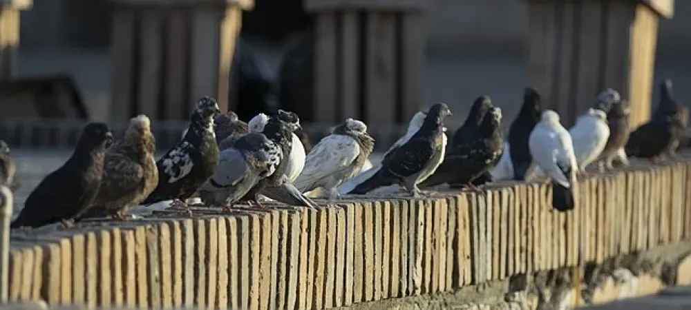 pigeons