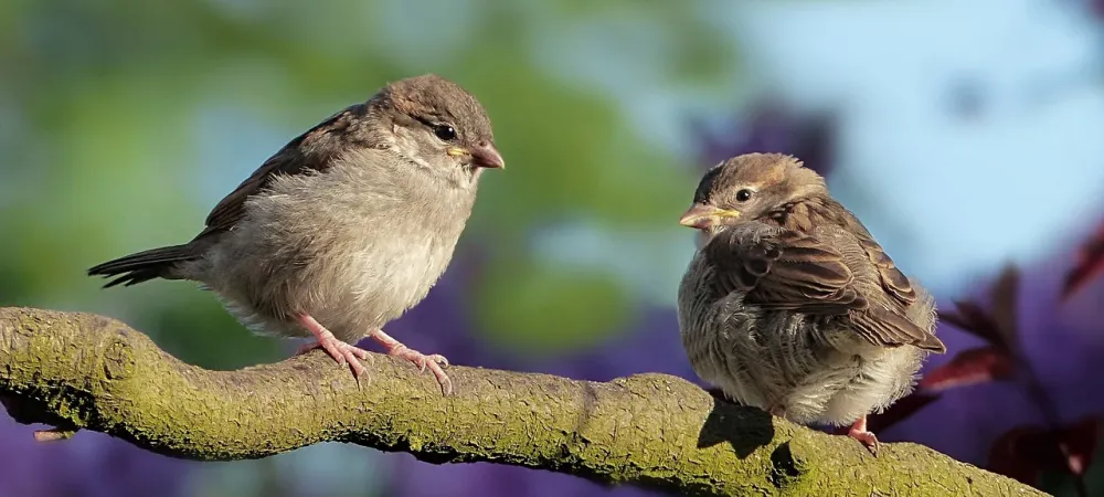 sparrows perched on a tree branch